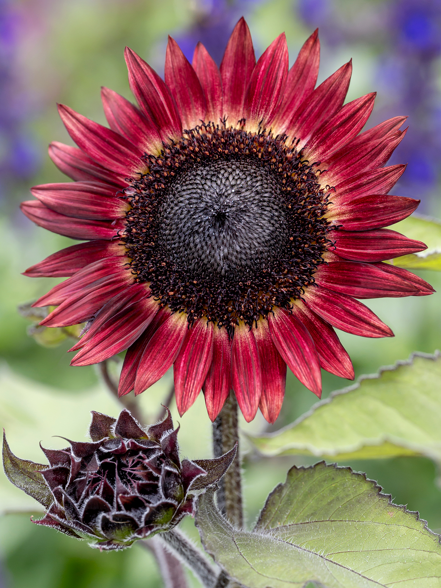 Sunflower 'Desire Red'_Habit_cropped_2